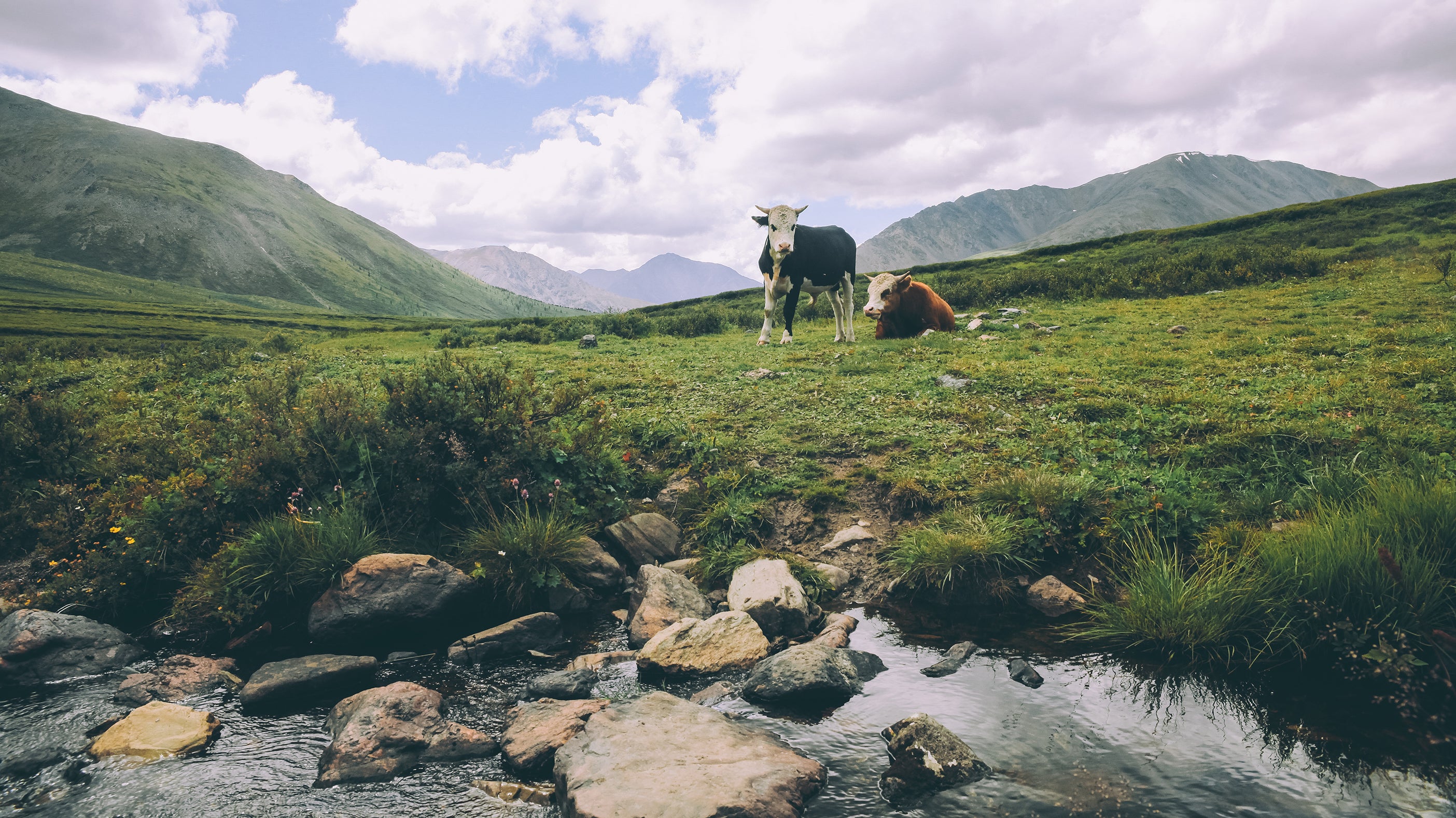 Raw Shilajit Beckons Me to the Himalayas