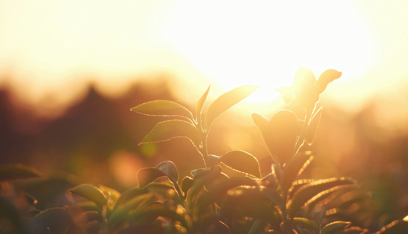 Why Modern Stress Needs Ancient Wisdom: The Science & Sadhana of Adaptogens