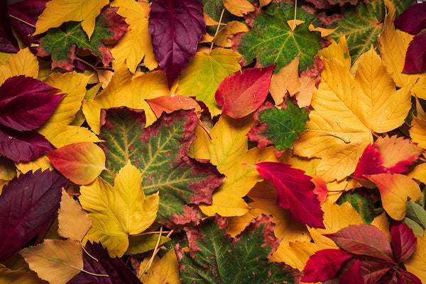 Embracing the Shift: Your Ayurvedic Guide to a Grounded & Cozy Autumn