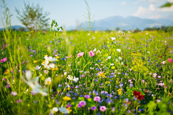 Beat Seasonal Allergies the Ayurvedic Way: Natural Remedies That Work