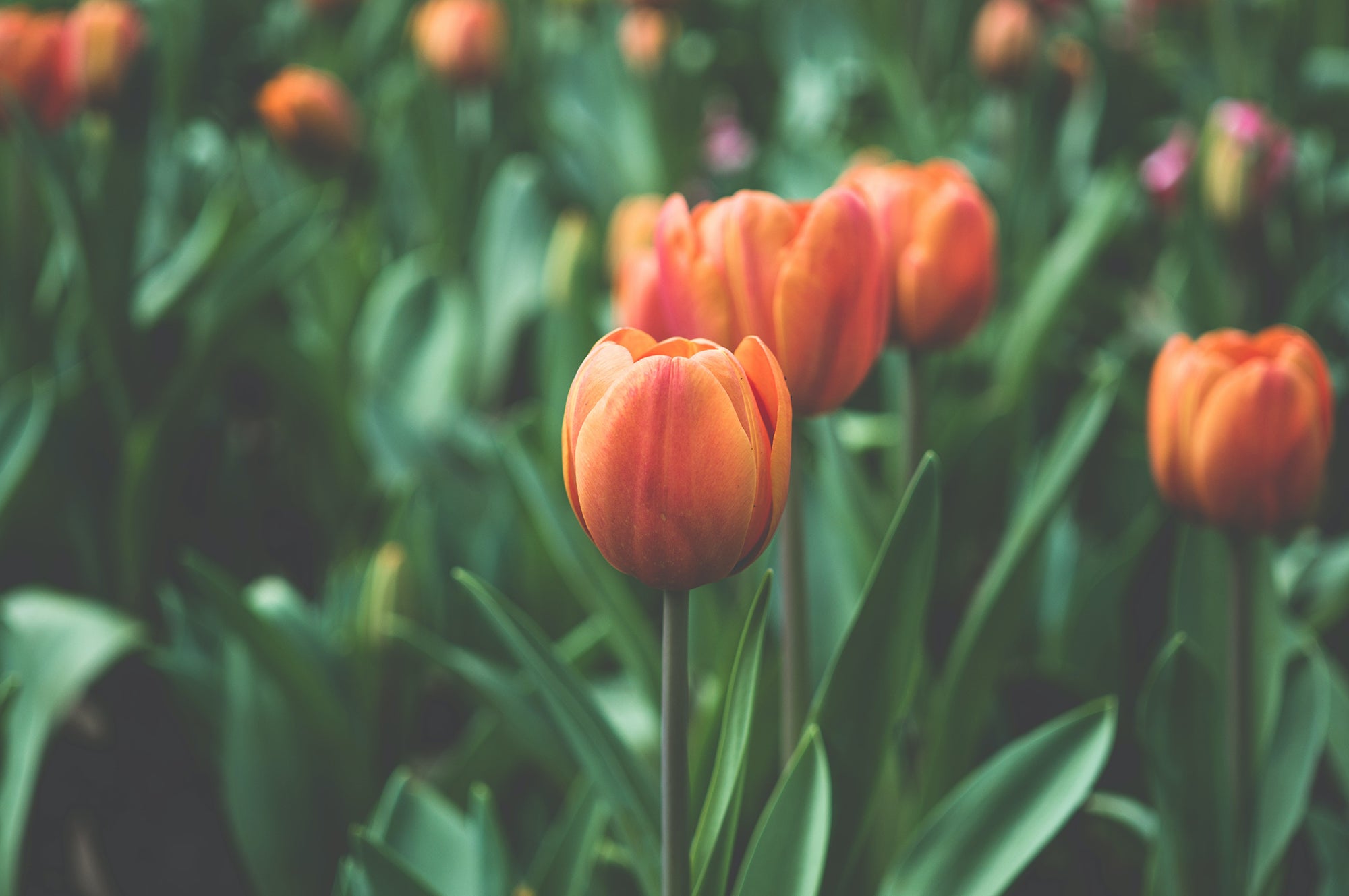 Springtime Kapha Season Diet